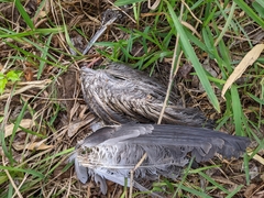 Egretta novaehollandiae