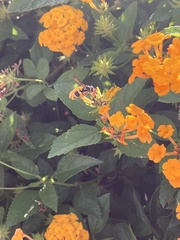 Eumenes mediterraneus