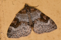 Plemyria georgii