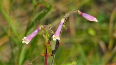Penstemon hirsutus