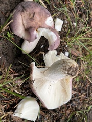 Russula mariae