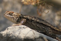 Sceloporus horridus
