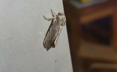 Ectopatria paurogramma