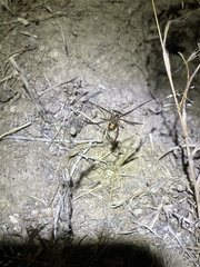 Latrodectus hesperus