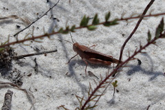 Spharagemon marmorata