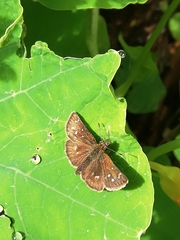 Piruna polingii