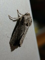 Ectopatria paurogramma