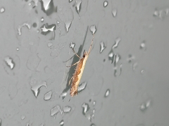 Plutella xylostella