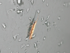 Plutella xylostella