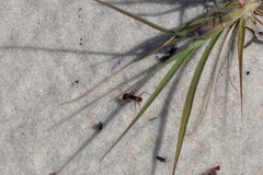 Pogonomyrmex badius