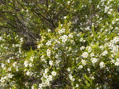 Diosma