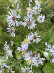 Symphyotrichum