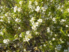 Diosma
