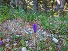 Crocus nudiflorus