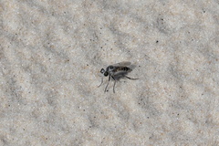 Laphystia texensis