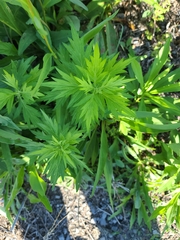 Artemisia vulgaris