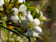 Diosma