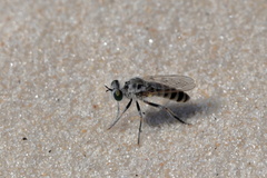 Laphystia texensis