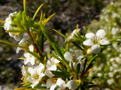 Diosma