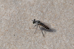 Laphystia texensis