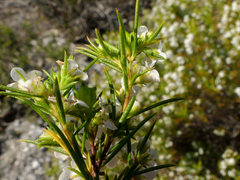 Diosma