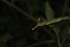 Cholomyia inaequipes