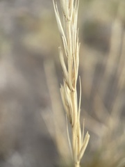 Leymus cinereus