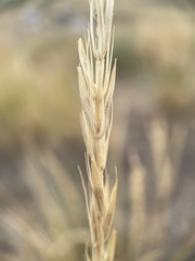 Leymus cinereus