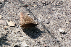Erynnis horatius