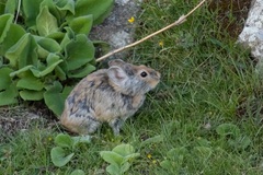 Ochotona macrotis