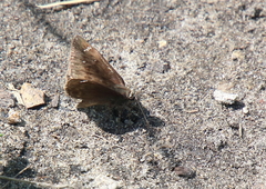 Erynnis horatius