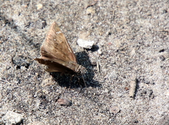 Erynnis horatius