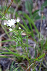 Solidago ptarmicoides
