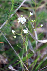 Solidago ptarmicoides
