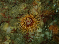 Urticina mcpeaki