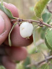 Symphoricarpos rotundifolius
