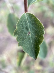 Symphoricarpos rotundifolius