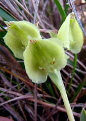 Pterygodium catholicum