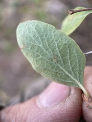 Symphoricarpos rotundifolius