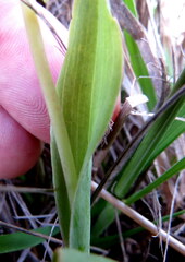 Pterygodium catholicum