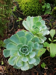 Echeveria secunda