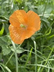 Papaver cambricum