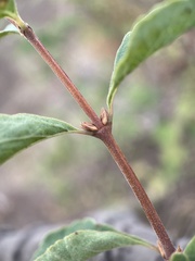 Symphoricarpos rotundifolius