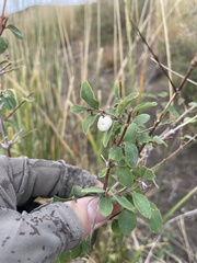 Symphoricarpos rotundifolius