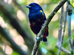 Euphonia pectoralis