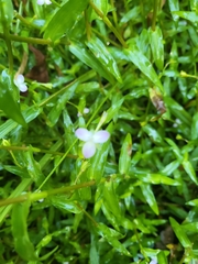 Murdannia keisak