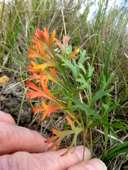 Pelargonium pillansii