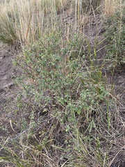 Symphoricarpos rotundifolius