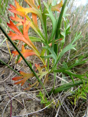 Pelargonium pillansii