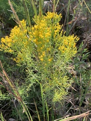 Euthamia caroliniana